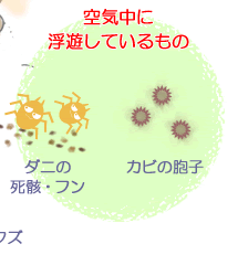 空気中に浮遊しているもの：ダニの死骸・フン、カビの胞子